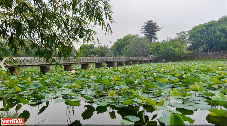 Hồ Tịnh Tâm, một trong 20 thắng cảnh nổi tiếng của đất kinh kì và cũng là nơi trồng sen nổi tiếng của Huế xưa và nay. 