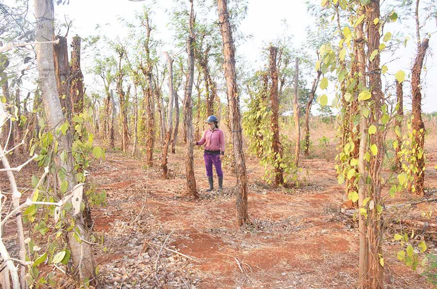 Vườn hồ tiêu của chị Nguyễn Thị Tuyết (thôn Hòa An, thị trấn Nhơn Hòa, huyện Chư Pưh) đang chết dần vì sâu bệnh. Ảnh: V.H