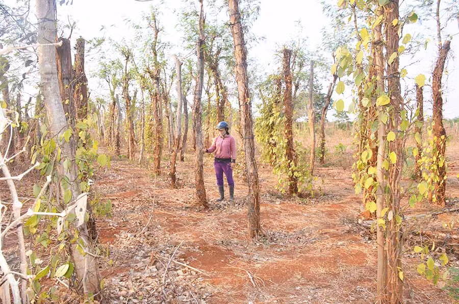 Vườn hồ tiêu của chị Nguyễn Thị Tuyết (thôn Hòa An, thị trấn Nhơn Hòa, huyện Chư Pưh) đang chết dần vì sâu bệnh. Ảnh: V.H