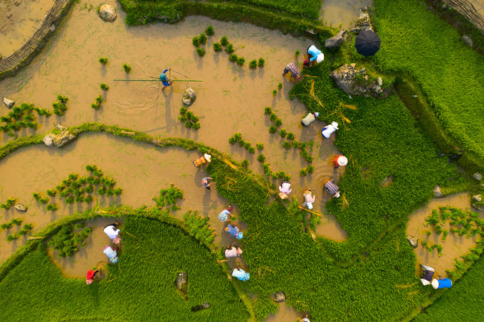 Ruộng bậc thang Sàng Ma Sáo nép mình trên cung đường uốn quanh những triền đồi tại độ cao khoảng 2.000 m. Du khách đến đây có thể thấy từng nhóm nông dân xuống đồng be bờ, dẫn trâu ải đất, còn nhóm khác thì cấy lúa tạo nên bầu không khí sôi động.