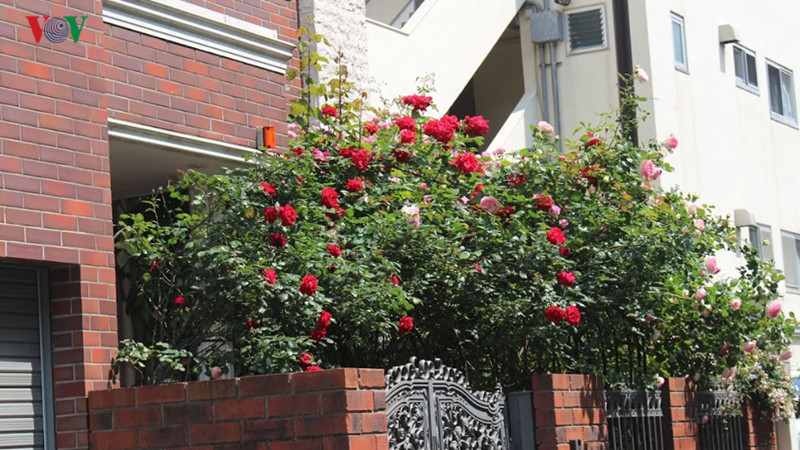  Những bức tường hoa hồng làm cho lòng người tinh khiết và đầy yêu thương.