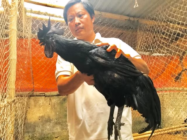 Là thạc sĩ thủy sản nhưng anh Trương Tiến Hải lại đêm mê với gà vịt. Trong ảnh: Anh Hải giới thiệu loài gà rừng đen.