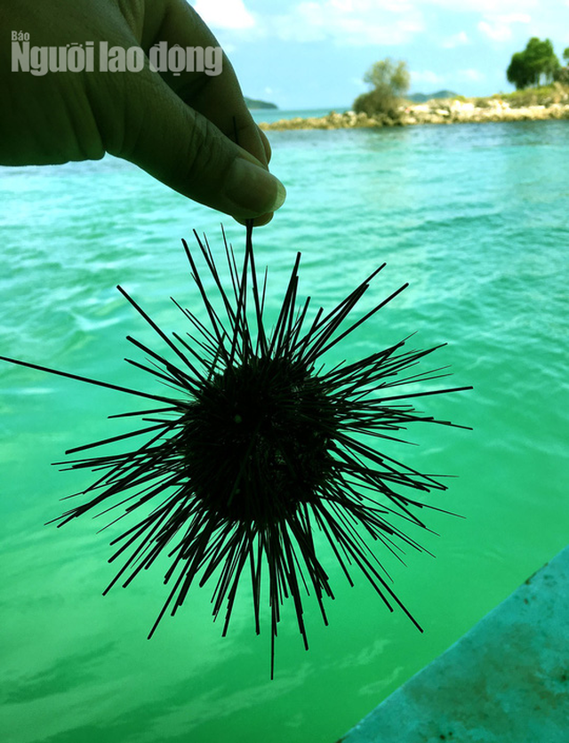  Nhum là loài thuỷ sản ăn rất bổ, được ví như sâm biển