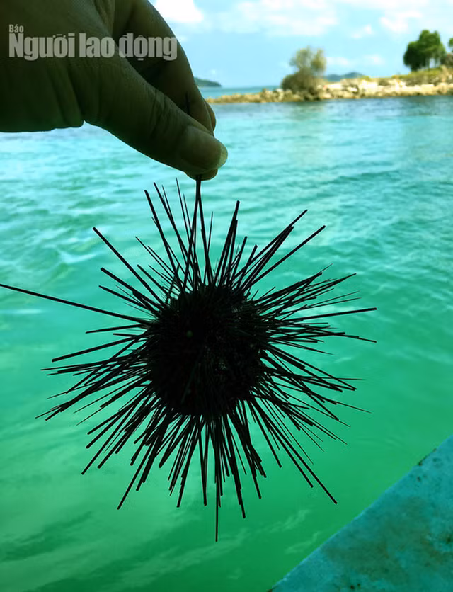  Nhum là loài thuỷ sản ăn rất bổ, được ví như sâm biển