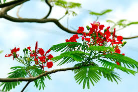 Ảnh nguồn internet