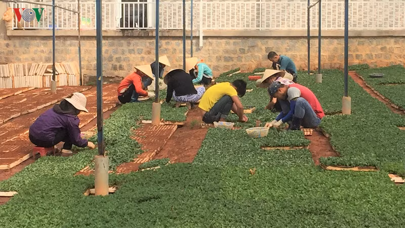  Cơ sở sản xuất cúc giống của gia đình ông Hải ở Làng hoa Thái Phiên.