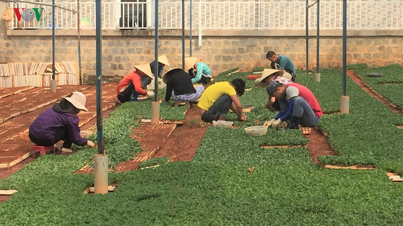  Cơ sở sản xuất cúc giống của gia đình ông Hải ở Làng hoa Thái Phiên.