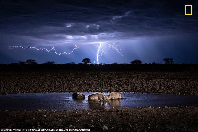 Nhiếp ảnh gia Kelvin Yuen đã chụp bức ảnh về những con tê giác đang uống nước trong đêm trong chuyến đi đầu tiên của anh đến châu Phi. Anh cho biết: “Tôi chụp hơn 10.000 bức ảnh để có được bức ưng ý nhất, cho thấy mối liên hệ giữa thiên nhiên và đời sống động vật hoang dã.”