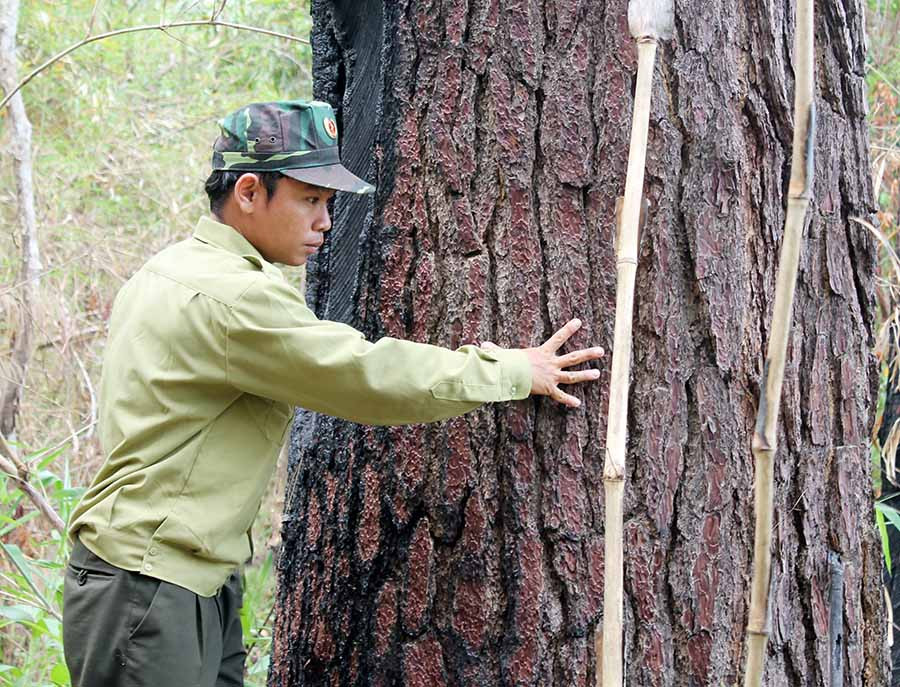  Trên núi Kon Hrung có rất nhiều cây thông cổ thụ. Ảnh: N.T