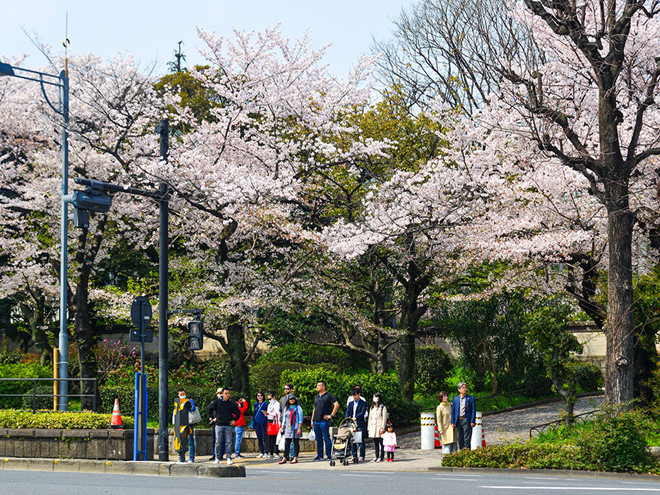 Mùa hoa anh đào thường kéo dài từ cuối tháng 3 đến đầu tháng 5, là mùa thu hút khách du lịch nhiều nhất trong năm