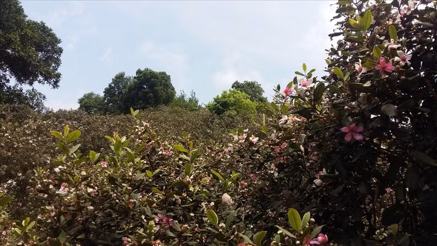  Sim là cây chủ đạo trên đảo. 