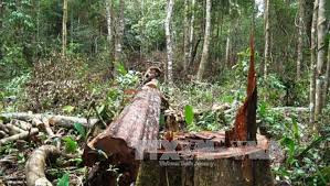 Một vụ phá rừng phòng hộ tại Đăk Hà, Kon Tum (nguồn TTXVN) Phát hiện vụ phá rừng phòng hộ tại Đăk Hà, Kon Tum (nguồn TTXVN)