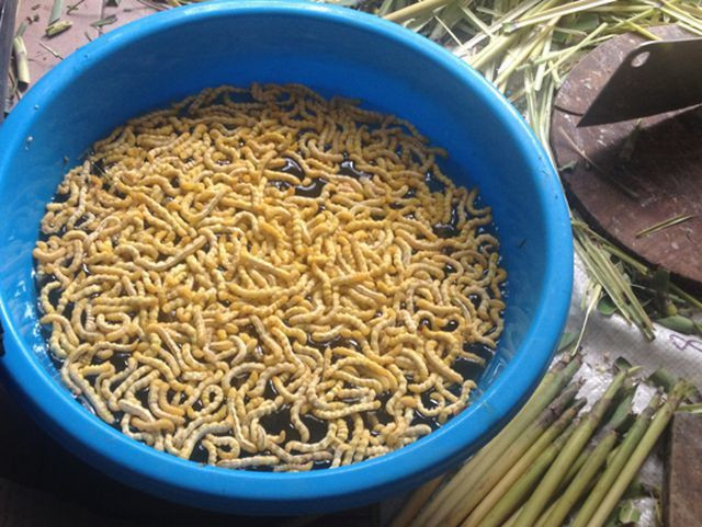 Sâu chít là côn trùng sống trong cây chít và là niềm tự hào của người dân Tây Bắc. Với nhiều công dụng tốt cho sức khỏe, sâu chít được ca tụng là “đông trùng hạ thảo của Việt Nam”. Đặc biệt, chúng còn được ví như "thần dược phòng the", có tác dụng chữa bệnh sinh lý cho nam giới. Sâu chít là côn trùng sống trong cây chít và là niềm tự hào của người dân Tây Bắc. Với nhiều công dụng tốt cho sức khỏe, sâu chít được ca tụng là “đông trùng hạ thảo của Việt Nam”. Đặc biệt, chúng còn được ví như