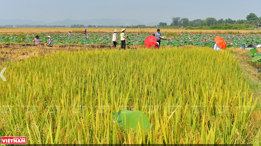  Du khách khám phá vẻ đẹp của những đầm sen ở vùng ngoại ô xứ Huế. 