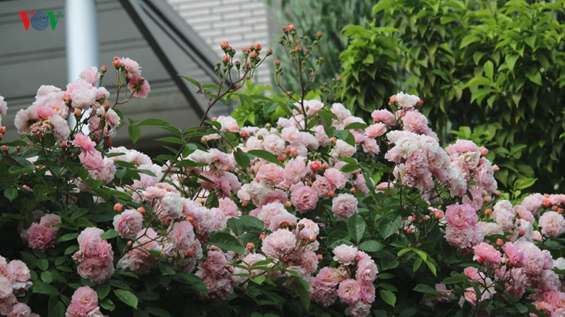 Nhờ thế mà những ngôi nhà Nhật Bản cứ đẹp như trong cổ tích.