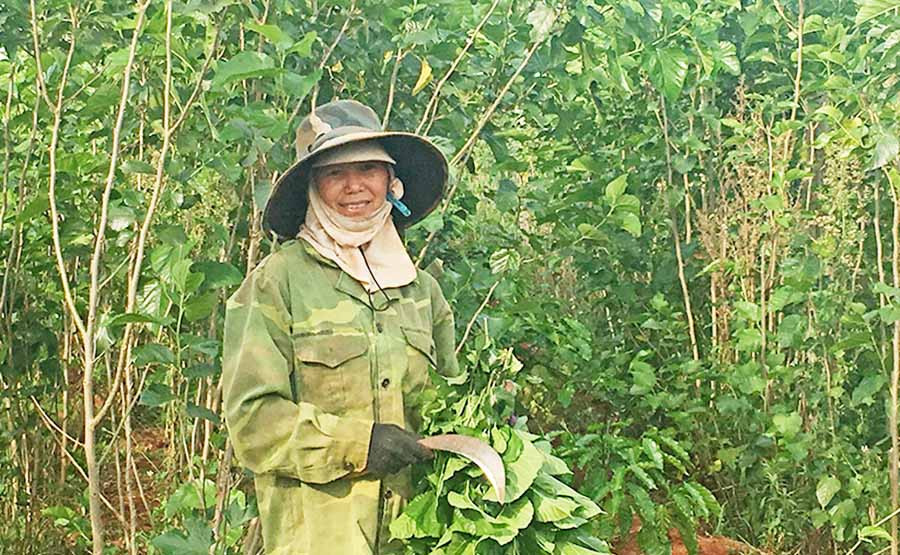 Người dân huyện Chư Sê thu hoạch lá dâu. Người dân huyện Chư Sê thu hoạch lá dâu.