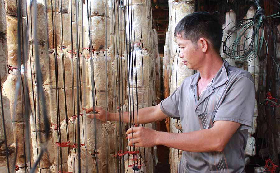 Dự án của Trung tâm Ứng dụng tiến bộ Khoa học và Công nghệ đã giúp nhiều người dân “bén duyên” với nghề trồng nấm. Ảnh: Hồng Thi