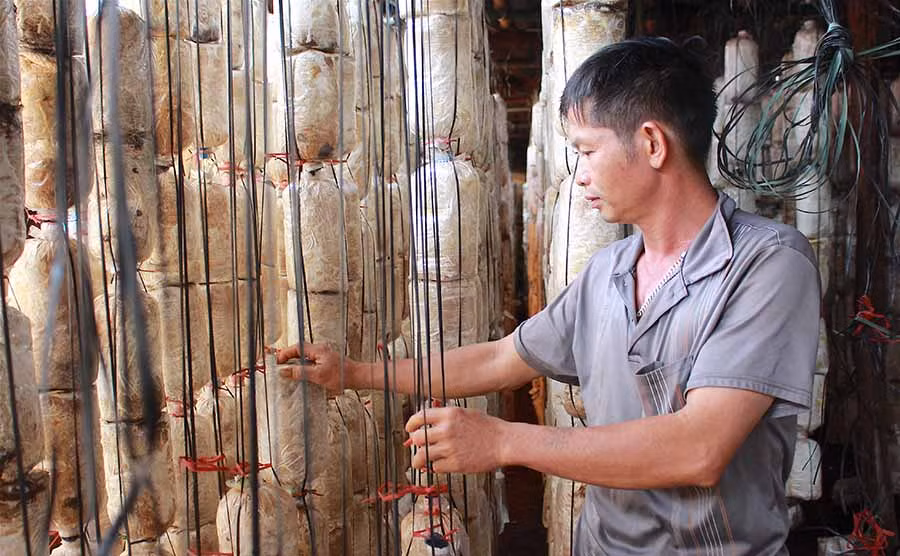 Dự án của Trung tâm Ứng dụng tiến bộ Khoa học và Công nghệ đã giúp nhiều người dân “bén duyên” với nghề trồng nấm. Ảnh: Hồng Thi