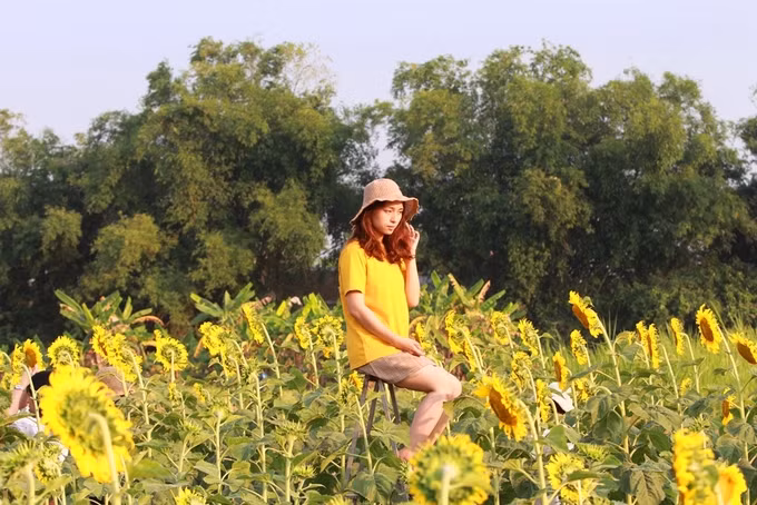 Nhiều bạn trẻ cho biết hình ảnh vườn hoa hướng dương được chia sẻ rộng rãi trên mạng xã hội nên đã tìm đến.