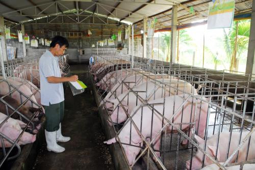 Ứng dụng khoa học kỹ thuật trong chăn nuôi chỉ phát huy được hiệu quả một khi có sự liên kết giữa các mô hình chăn nuôi khác nhau (ảnh internet) Ứng dụng khoa học kỹ thuật trong chăn nuôi chỉ phát huy được hiệu quả một khi có sự liên kết giữa các mô hình chăn nuôi khác nhau (ảnh internet)