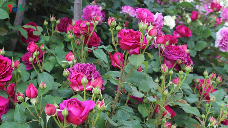  Hoa rực rỡ, nồng nàn mùi hương khiến ai đi qua cũng phải sững sờ.