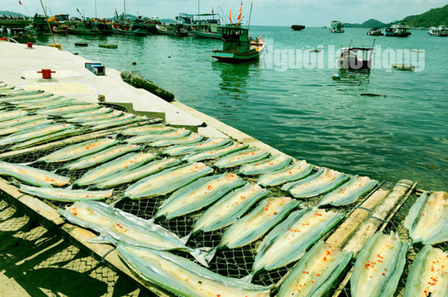 Cá xương xanh là sản phẩm đặc trưng chỉ có vùng biển này mới có