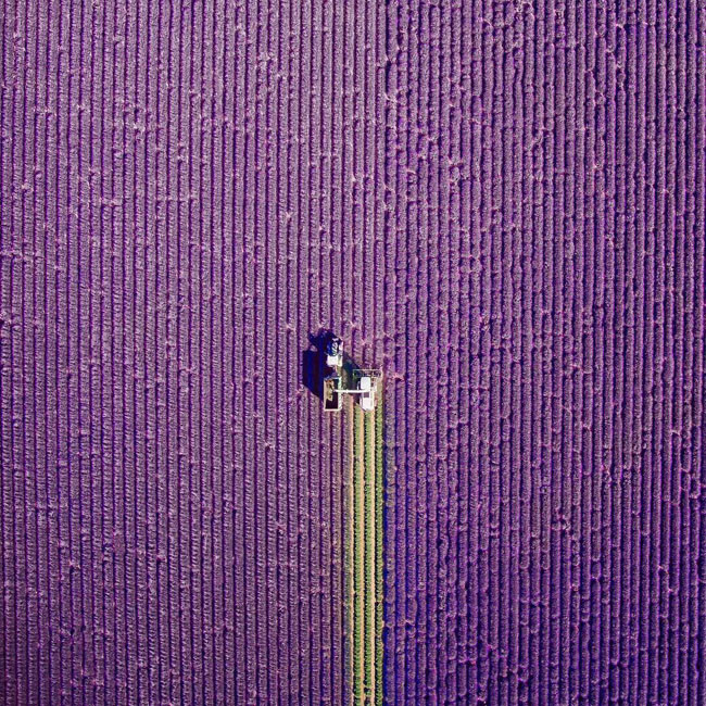 "Giấc mơ hoa" ở Provence