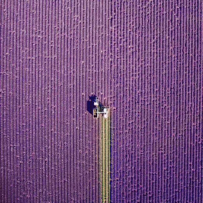 "Giấc mơ hoa" ở Provence