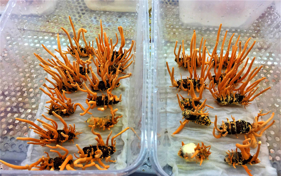 “Hạ thảo” mọc ký sinh trên “Đông trùng” là thân nhộng tằm. Ảnh: Hoàng Thiên Nga