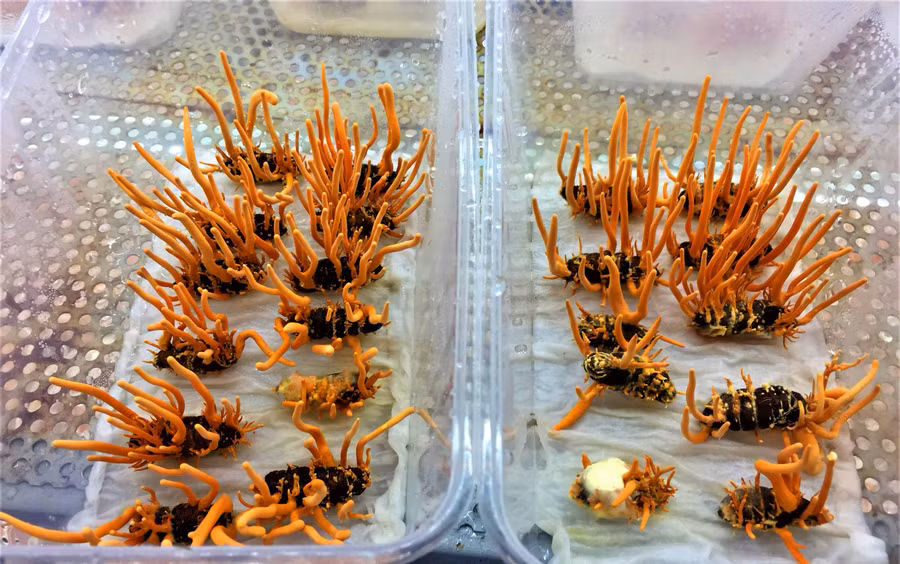 “Hạ thảo” mọc ký sinh trên “Đông trùng” là thân nhộng tằm. Ảnh: Hoàng Thiên Nga