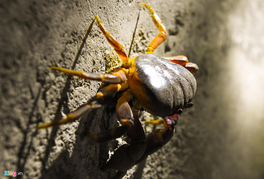  Về đêm, loài cua dẹt sống dưới đá núi lửa đi kiếm ăn trở thành sản phẩm du lịch trải nghiệm hấp dẫn du khách khi đến đảo Bé Lý Sơn.