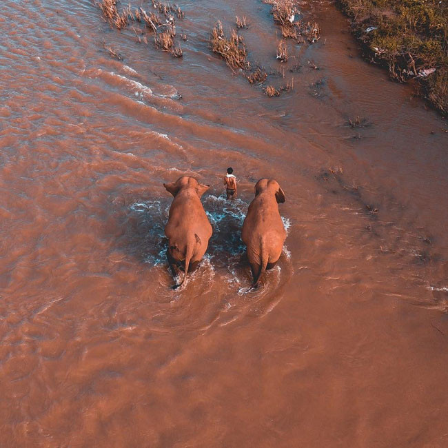  Khi voi băng qua sông