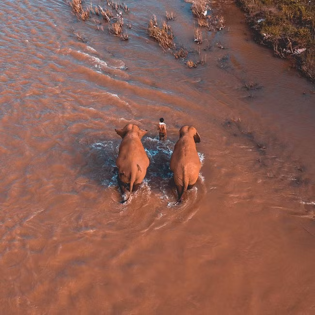  Khi voi băng qua sông