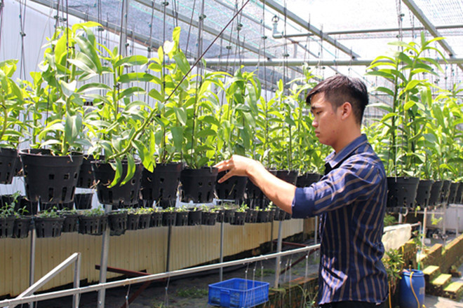 Vũ Đức Nghi trong vườn phong lan  Vũ Đức Nghi trong vườn phong lan