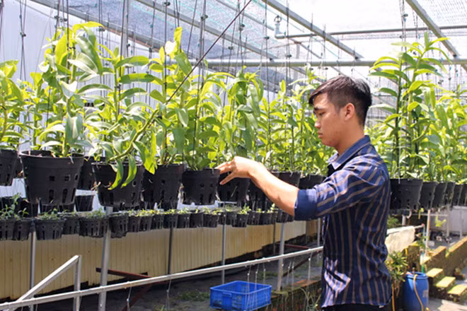  Vũ Đức Nghi trong vườn phong lan