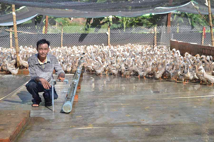 Ông Huỳnh Ngọc Phương bên đàn vịt siêu trứng. Ảnh. Đ.Y