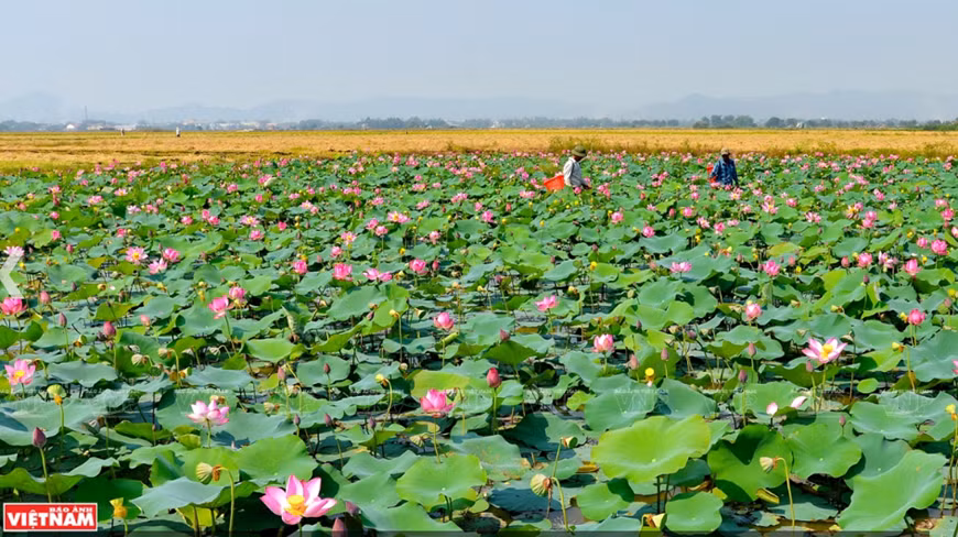 Đầm sen hồng bát ngát tỏa hương thơm bên những thảm lúa vàng óng ả mênh mông ở vùng ngoại ô xứ Huế.