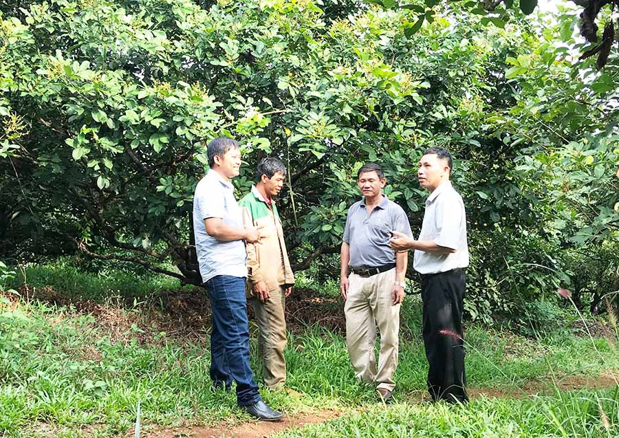 Các thành viên Tổ liên kết sản xuất cây ăn quả xã Ia Tô trao đổi kinh nghiệm chăm sóc cây chôm chôm. Ảnh: G.H  Các thành viên Tổ liên kết sản xuất cây ăn quả xã Ia Tô trao đổi kinh nghiệm chăm sóc cây chôm chôm. Ảnh: G.H