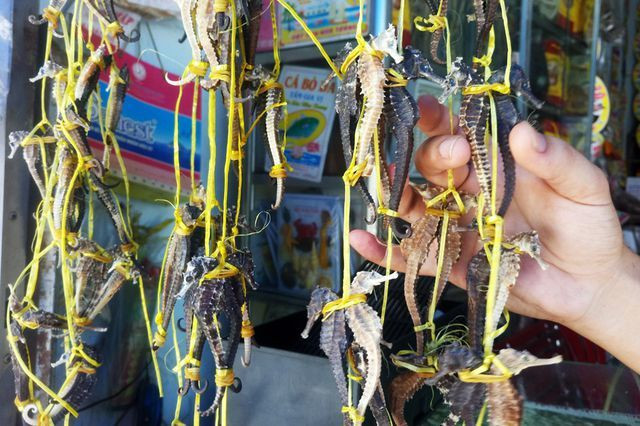 Tại Việt Nam, loại cá này có nhiều ở Khánh Hòa, Phú Quốc... Ngư dân thường bắt được loại cá vào những tháng đầu năm, khi chúng bị lẫn vào trong lưới hay các ngư cụ đánh bắt ven bờ. Do rất được ưa chuộng trên thị trường nên thương lái các nơi săn lùng loại cá này rất nhiều, thậm chí có thời điểm không có “hàng” để bán. Tại Việt Nam, loại cá này có nhiều ở Khánh Hòa, Phú Quốc... Ngư dân thường bắt được loại cá vào những tháng đầu năm, khi chúng bị lẫn vào trong lưới hay các ngư cụ đánh bắt ven bờ. Do rất được ưa chuộng trên thị trường nên thương lái các nơi săn lùng loại cá này rất nhiều, thậm chí có thời điểm không có “hàng” để bán.