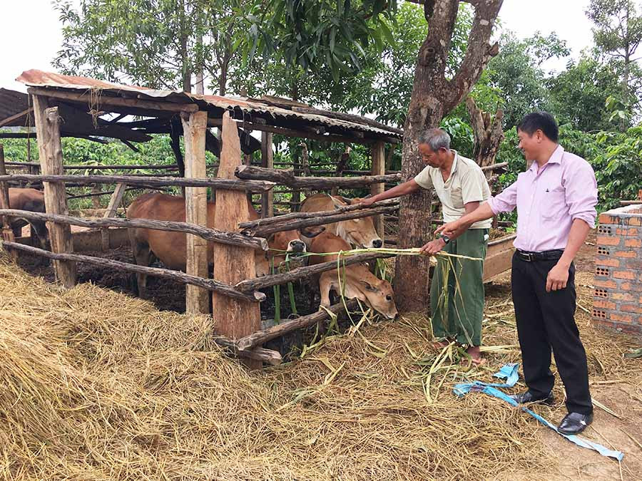  Việc chăn nuôi trong chuồng trại không đảm bảo dễ khiến gia súc bị nhiễm bệnh, nhất là vào mùa mưa. Ảnh: V.T