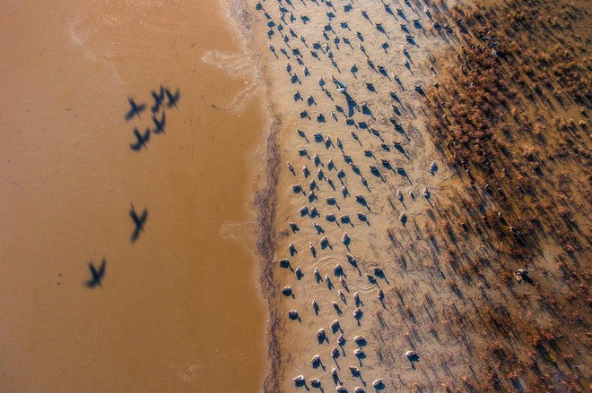 Đàn ngỗng trời ở Bacs-Kiskun, Hungary.