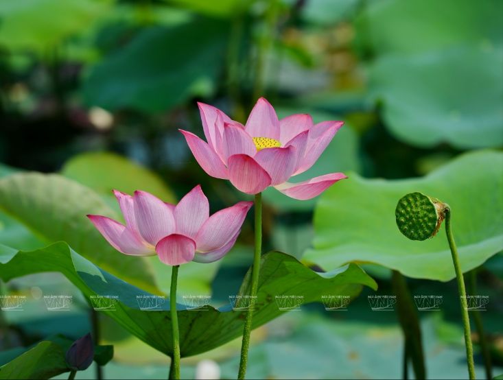 Vẻ đẹp dịu dàng, thanh nhã của loài sen hồng cánh đơn xứ Huế.