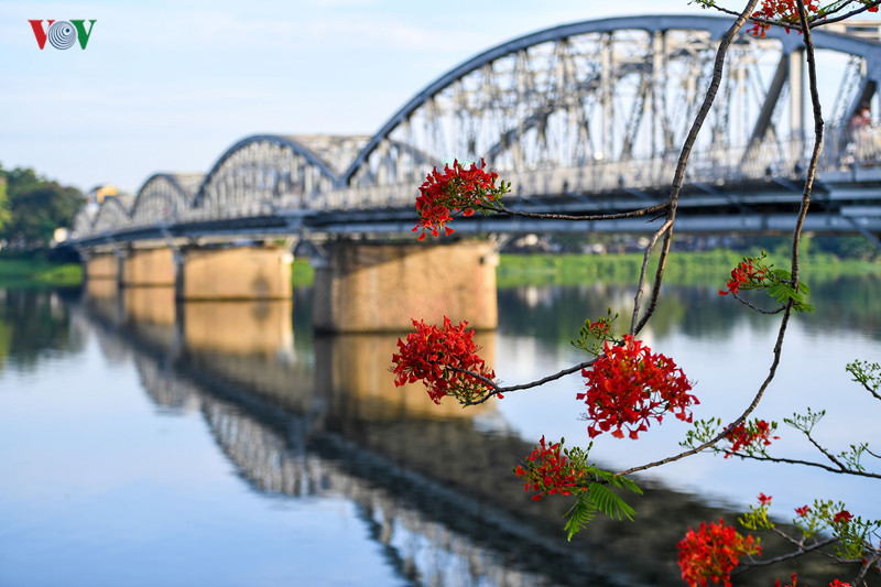 Hoa phượng đỏ mùa hạ như dệt cho Huế chiếc áo rực rỡ giữa trời xanh. Bên cầu Trường Tiền, những nhành phượng đỏ rực, tô điểm thêm vẻ đẹp mùa hè của xứ Huế mộng mơ.
