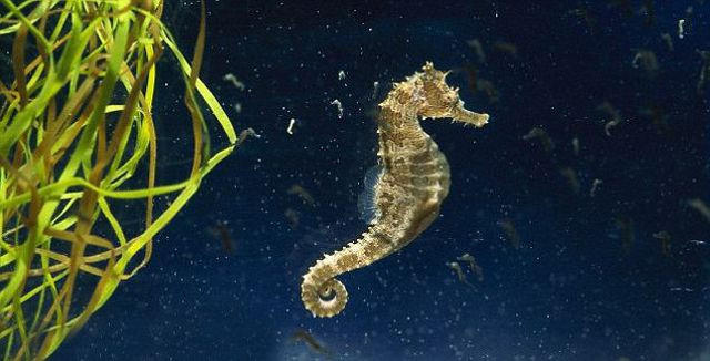 Cá ngựa (hải mã) theo Đông Y là một vị thuốc giúp điều trị các bệnh về xương khớp và sinh lý ở nam. Loài cá ngựa được ví như “thần dược” này có giá không hề rẻ, khoảng 100.000 đồng/con, khoảng 3-4 triệu đồng/kg cá tươi. Cá phơi khô sẽ được đóng gói và bán với giá khoảng 9 triệu đồng/kg. Cá ngựa (hải mã) theo Đông Y là một vị thuốc giúp điều trị các bệnh về xương khớp và sinh lý ở nam. Loài cá ngựa được ví như “thần dược” này có giá không hề rẻ, khoảng 100.000 đồng/con, khoảng 3-4 triệu đồng/kg cá tươi. Cá phơi khô sẽ được đóng gói và bán với giá khoảng 9 triệu đồng/kg.