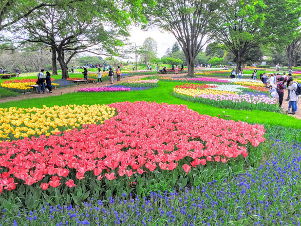  Showa Memorial Park rực rỡ hoa tulip - Ảnh: jmagazine