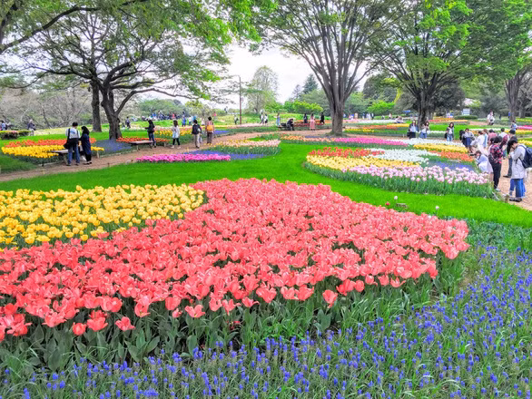  Showa Memorial Park rực rỡ hoa tulip - Ảnh: jmagazine