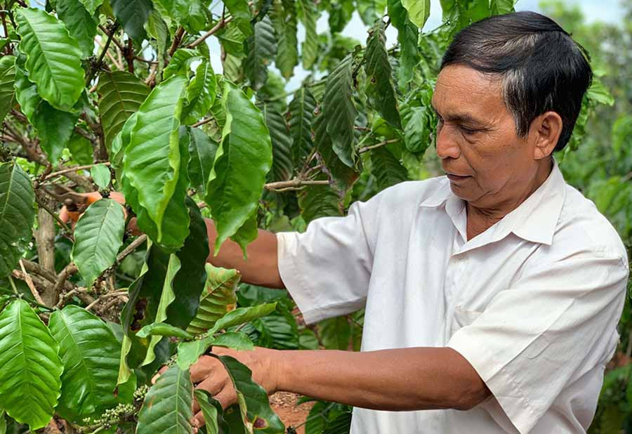 Ông Rơ Châm Ker chăm sóc vườn cà phê của gia đình. Ảnh: H.V  Ông Rơ Châm Ker chăm sóc vườn cà phê của gia đình. Ảnh: H.V