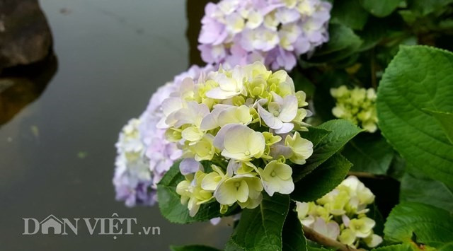 Hoa cẩm tú cầu đủ màu sắc, nở rộ khắp đỉnh Mẫu Sơn. 