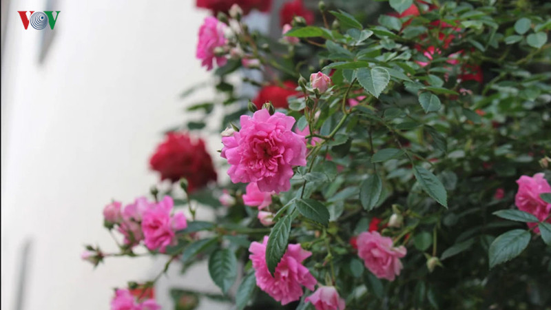 Với hàng triệu cây hoa hồng trải khắp các công viên nổi tiếng như Hibiya (Tokyo), Keisei (Chiba),Ofusakannon (Kansai)… dĩ nhiên được nhiều người biết và đến. Nhưng những ngôi nhà được bao quanh bởi hoa hồng trở thành nét văn hóa đẹp của Nhật Bản.