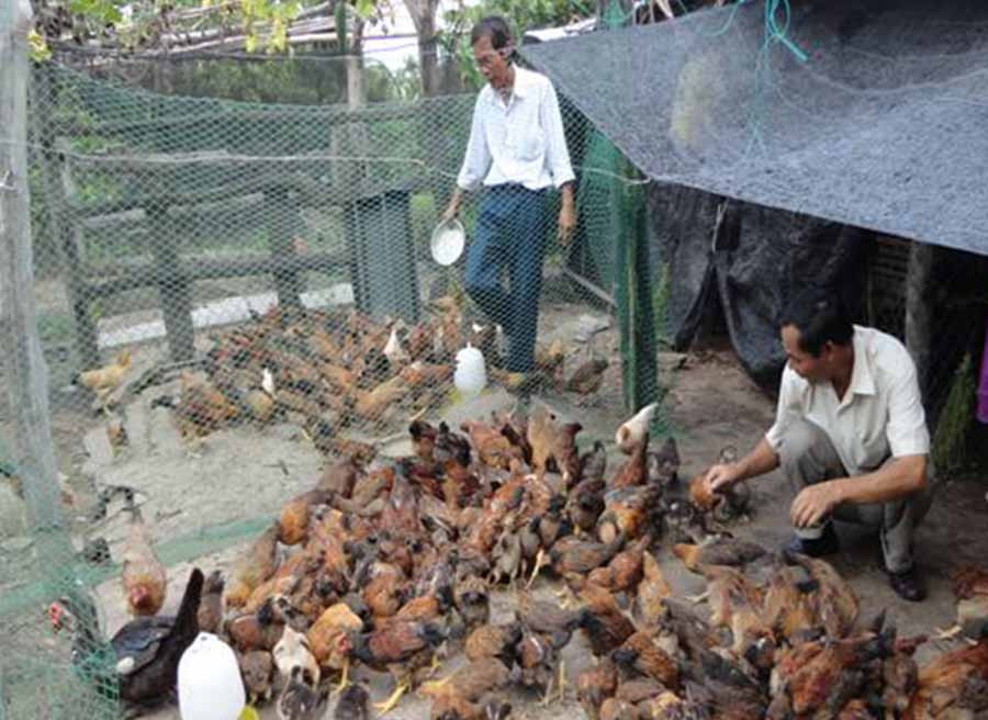 Mô hình nuôi gà thả vườn hiệu quả trên địa bàn huyện Krông Pa. 